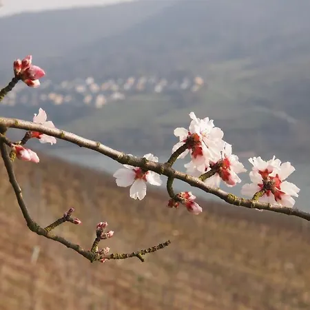 Gastehaus Weingut Rossler Hotel Lorch am Rhein