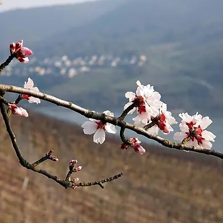 Ξενοδοχείο Gastehaus Weingut Rossler Lorch am Rhein