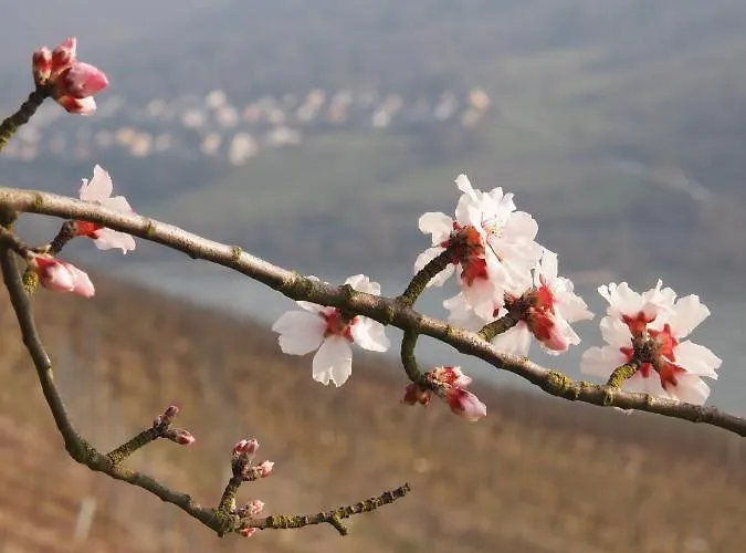 Gastehaus Weingut Rossler Szálloda Lorch am Rhein
